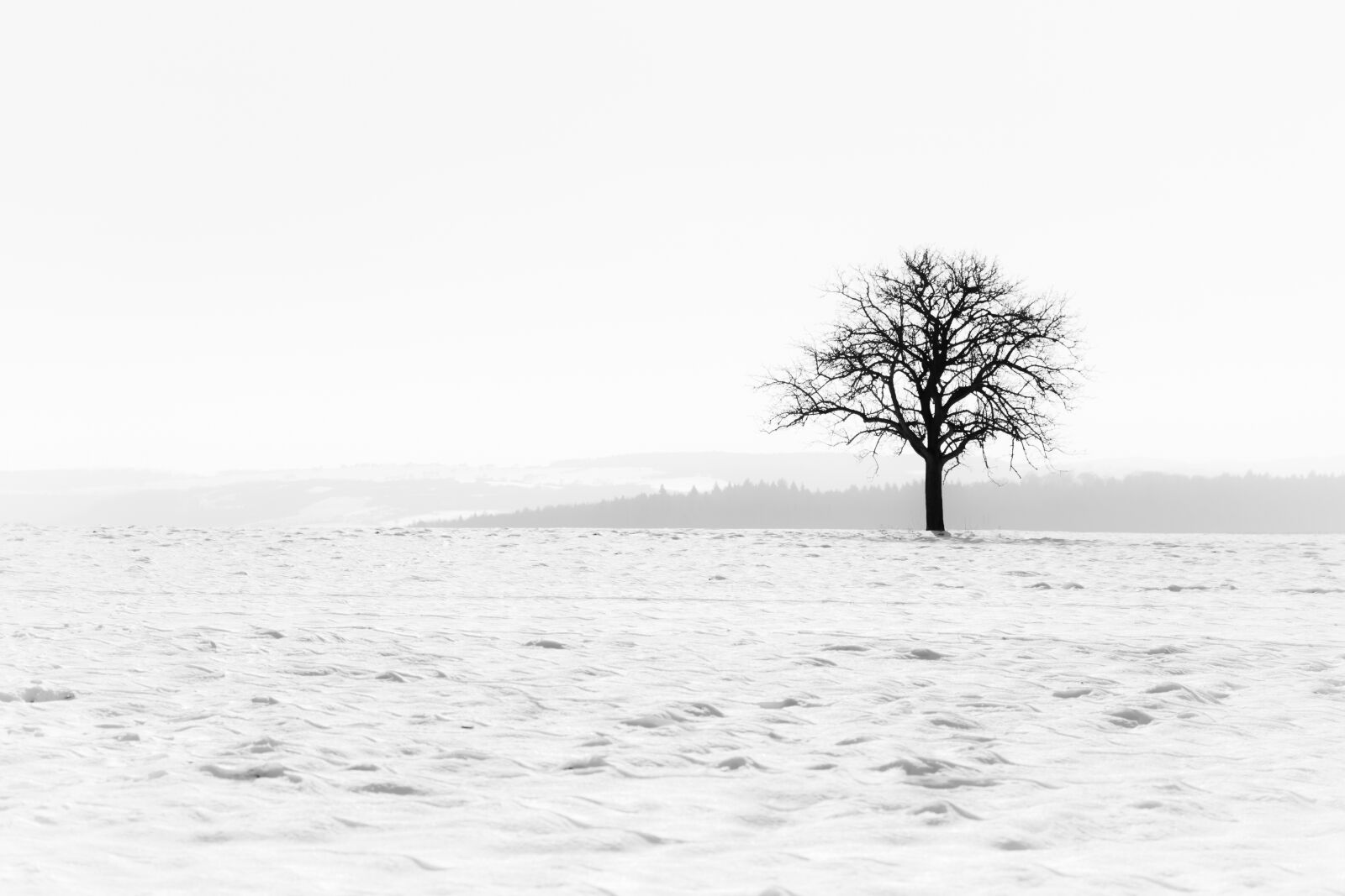 Canon EOS 7D sample photo. Nature, fog, tree photography