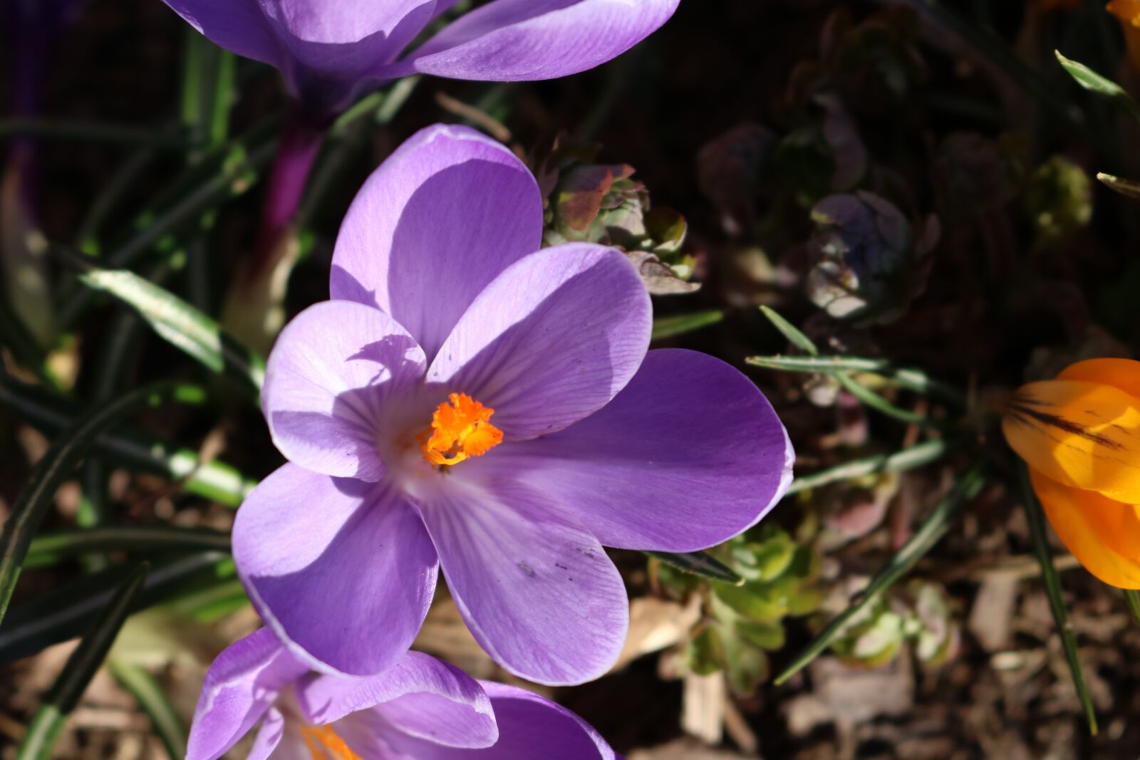 Canon EOS 750D (EOS Rebel T6i / EOS Kiss X8i) sample photo. Flower, nature, plant photography