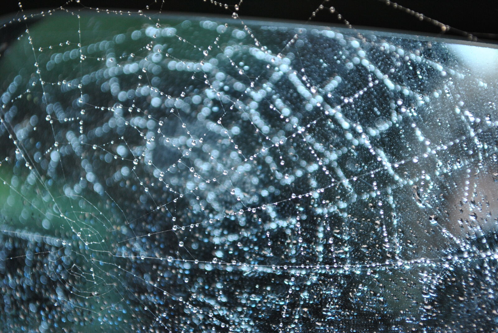 Nikon D3000 sample photo. Closeup, photo, of, spider photography