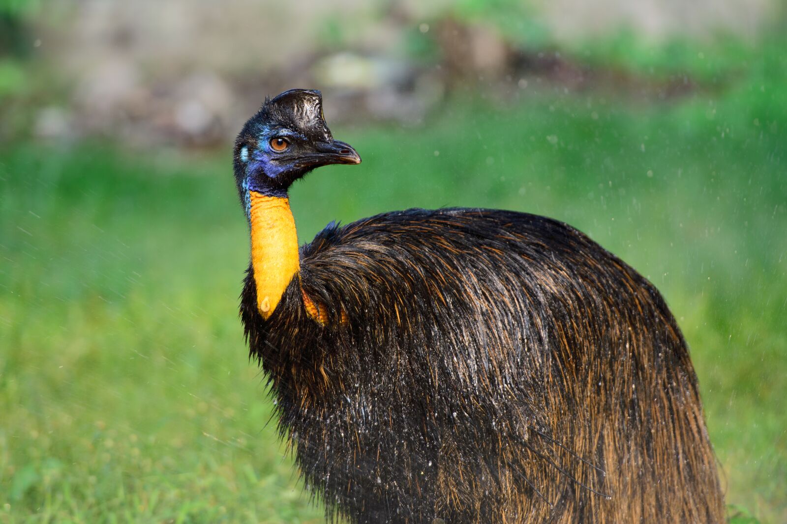 Nikon D3400 sample photo. Bird, animal, zoo photography
