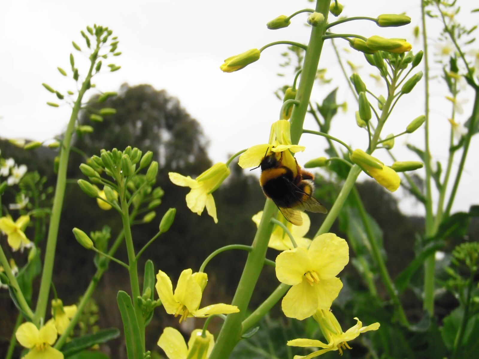 Olympus u550WP,S550WP sample photo. Bumblebee, flower, cabbage galician photography