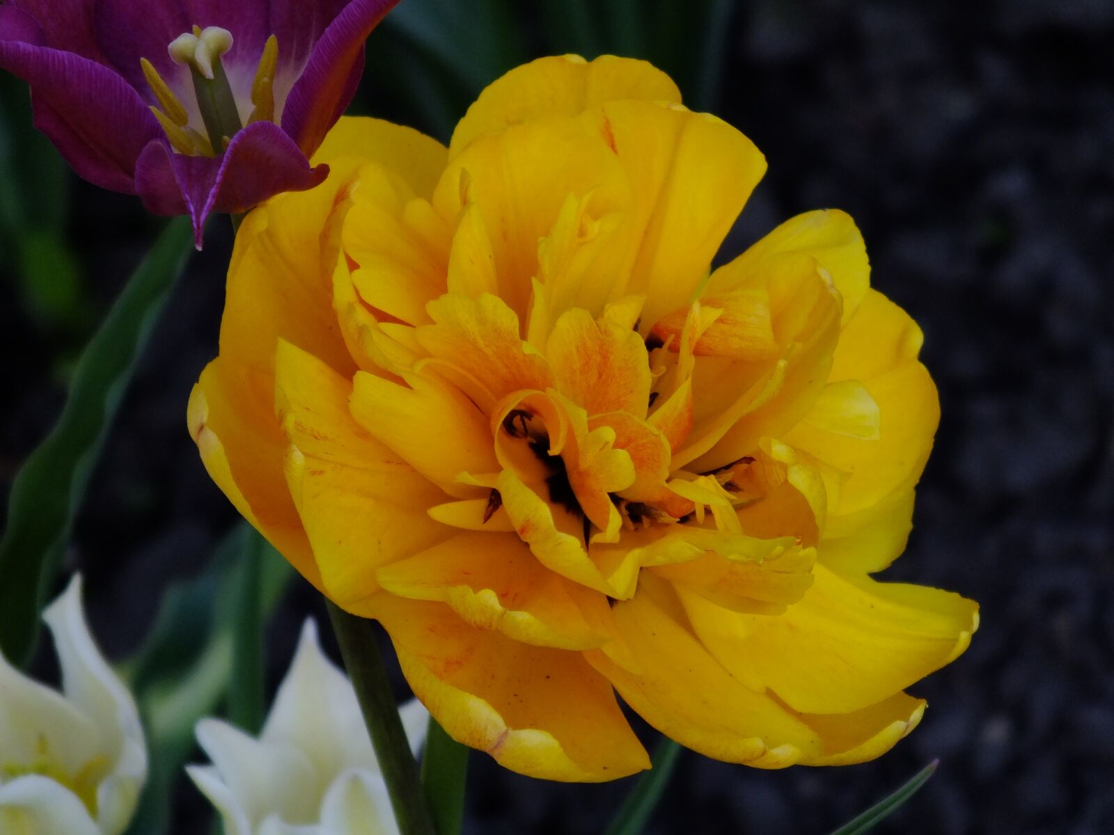 FujiFilm FinePix HS20 EXR (FinePix HS22 EXR) sample photo. Flower, yellow, closeup photography
