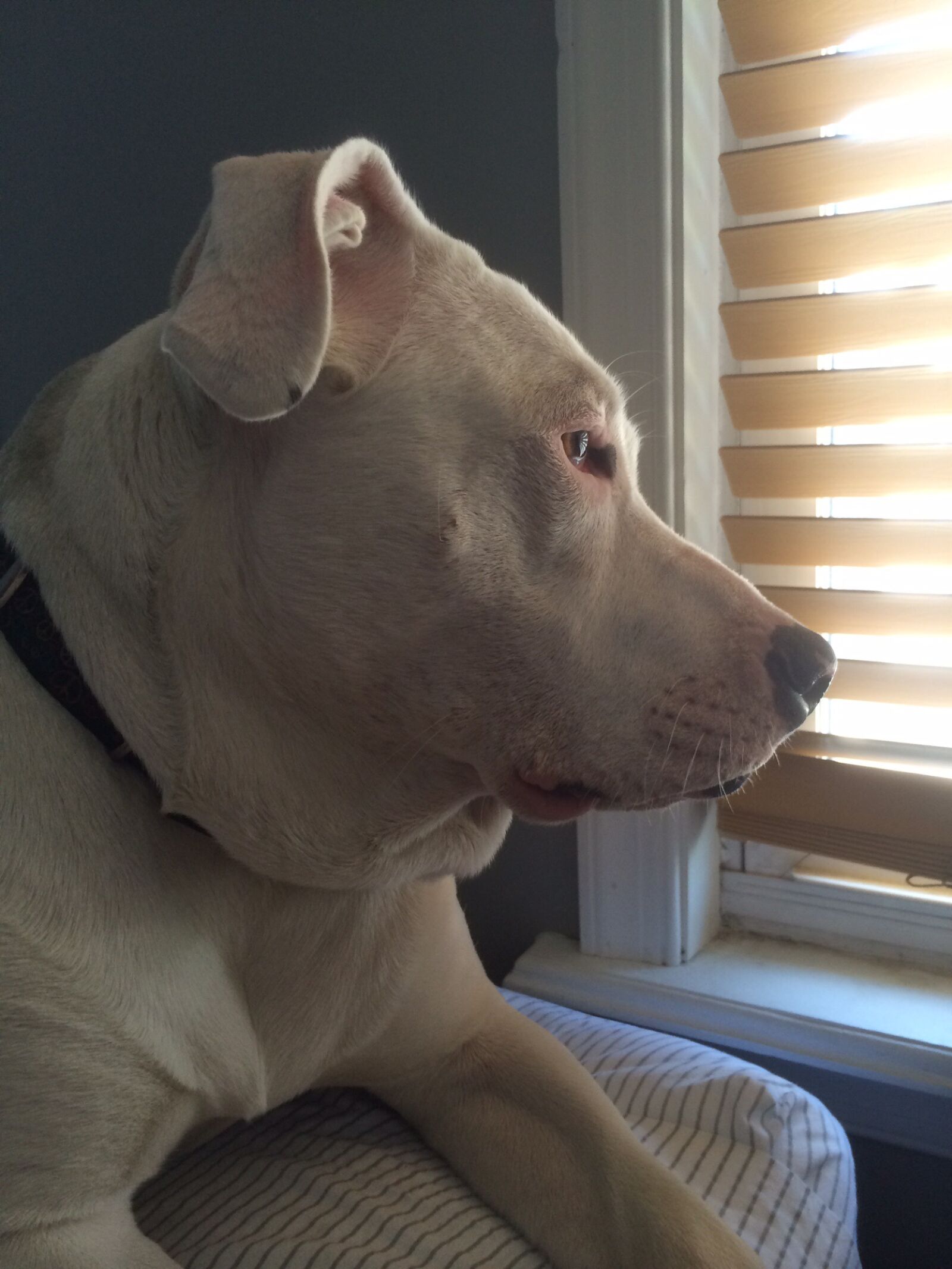 Apple iPhone 5s sample photo. Dog, pit, bull, watching photography