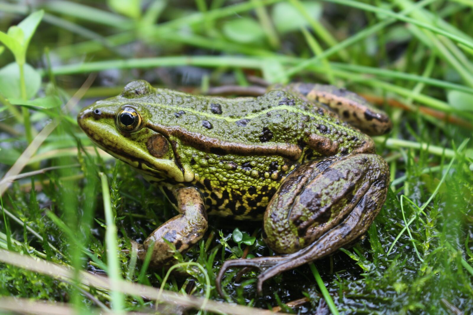 Canon EOS 700D (EOS Rebel T5i / EOS Kiss X7i) sample photo. Frog, animal, grass photography