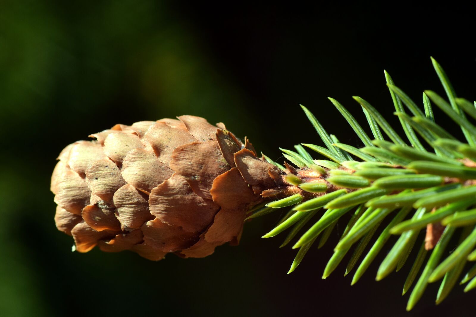Nikon D3300 sample photo. Tap, brown, close up photography