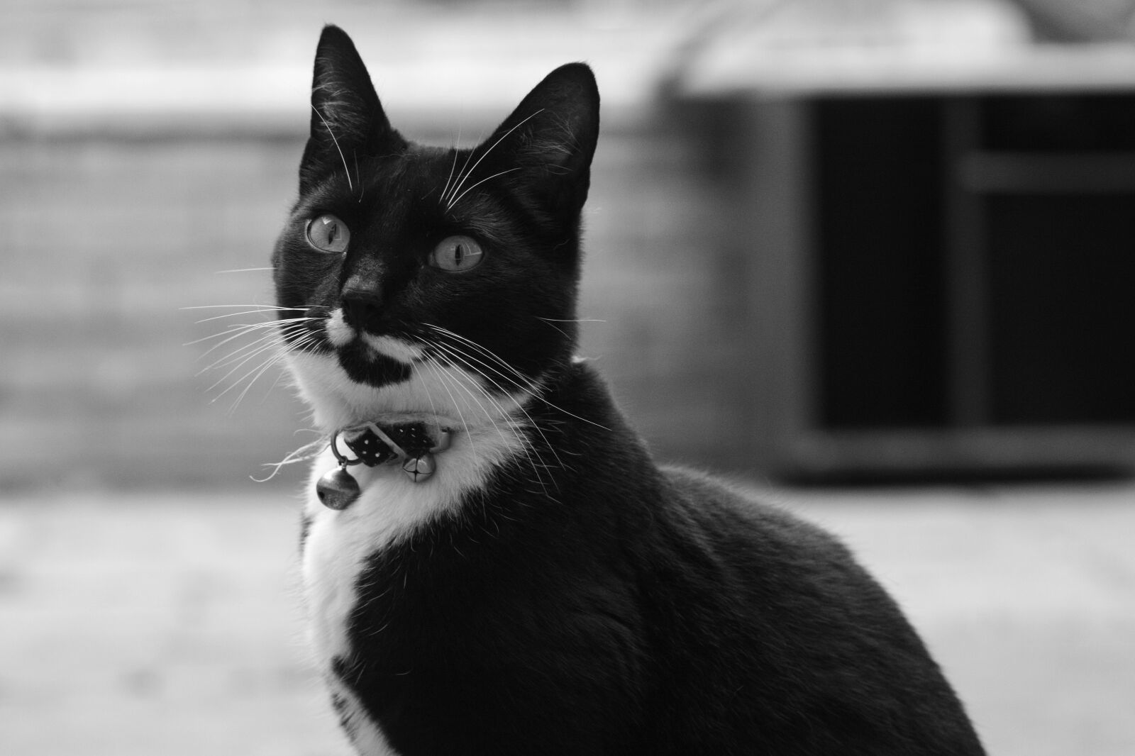 Nikon D7100 sample photo. Blackandwhite, cat, cute photography