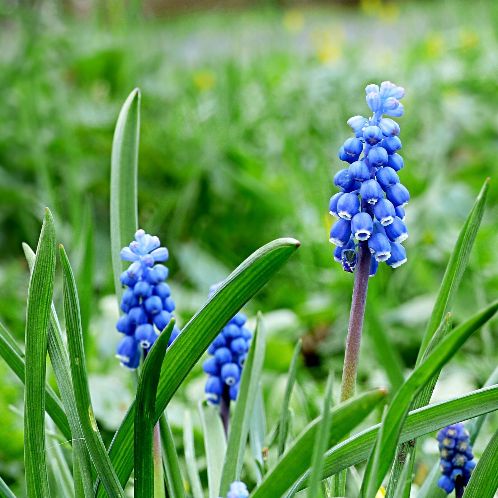 Panasonic Lumix DMC-FZ200 sample photo. Hyacinth, muscari, flower photography