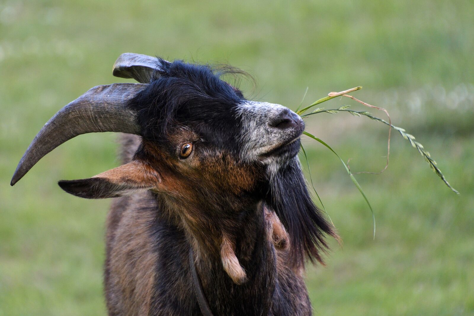 Nikon D500 sample photo. Goat, young, eat photography