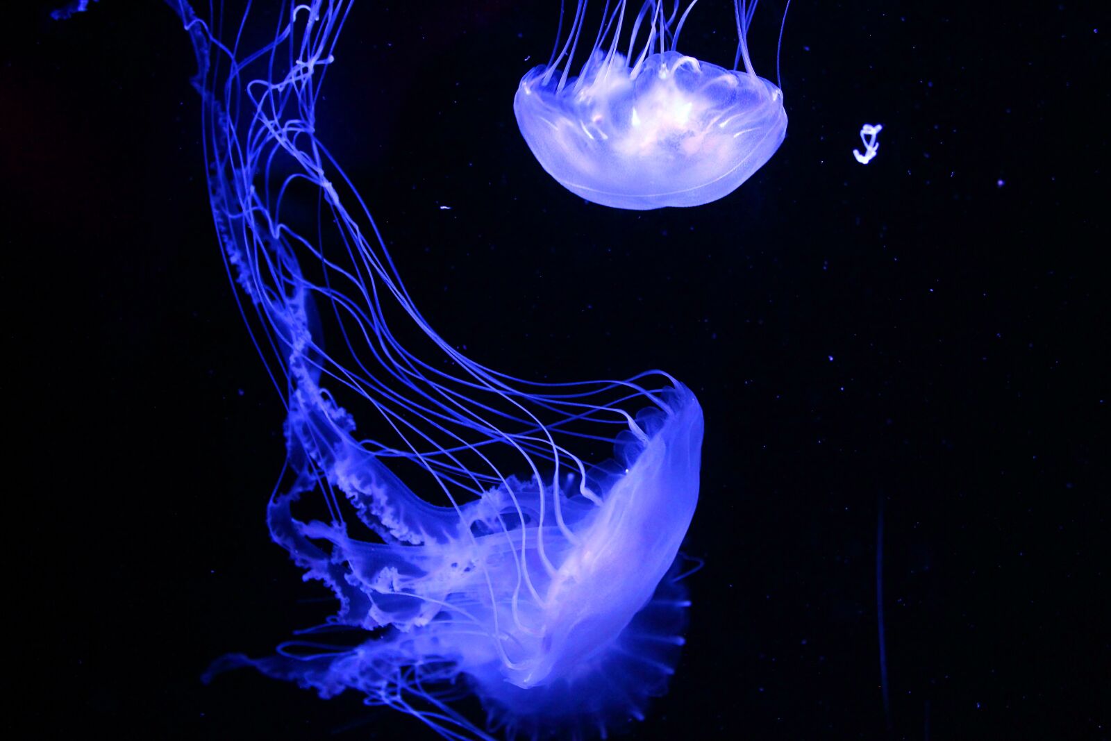 Canon EOS 600D (Rebel EOS T3i / EOS Kiss X5) sample photo. Jellyfish, animal, aquarium photography