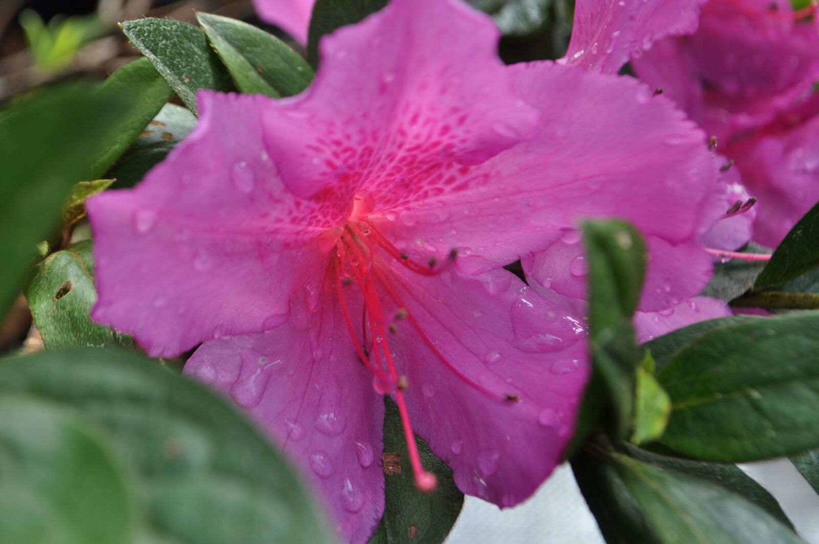 Nikon D5000 sample photo. Azalea, formosa, flower photography