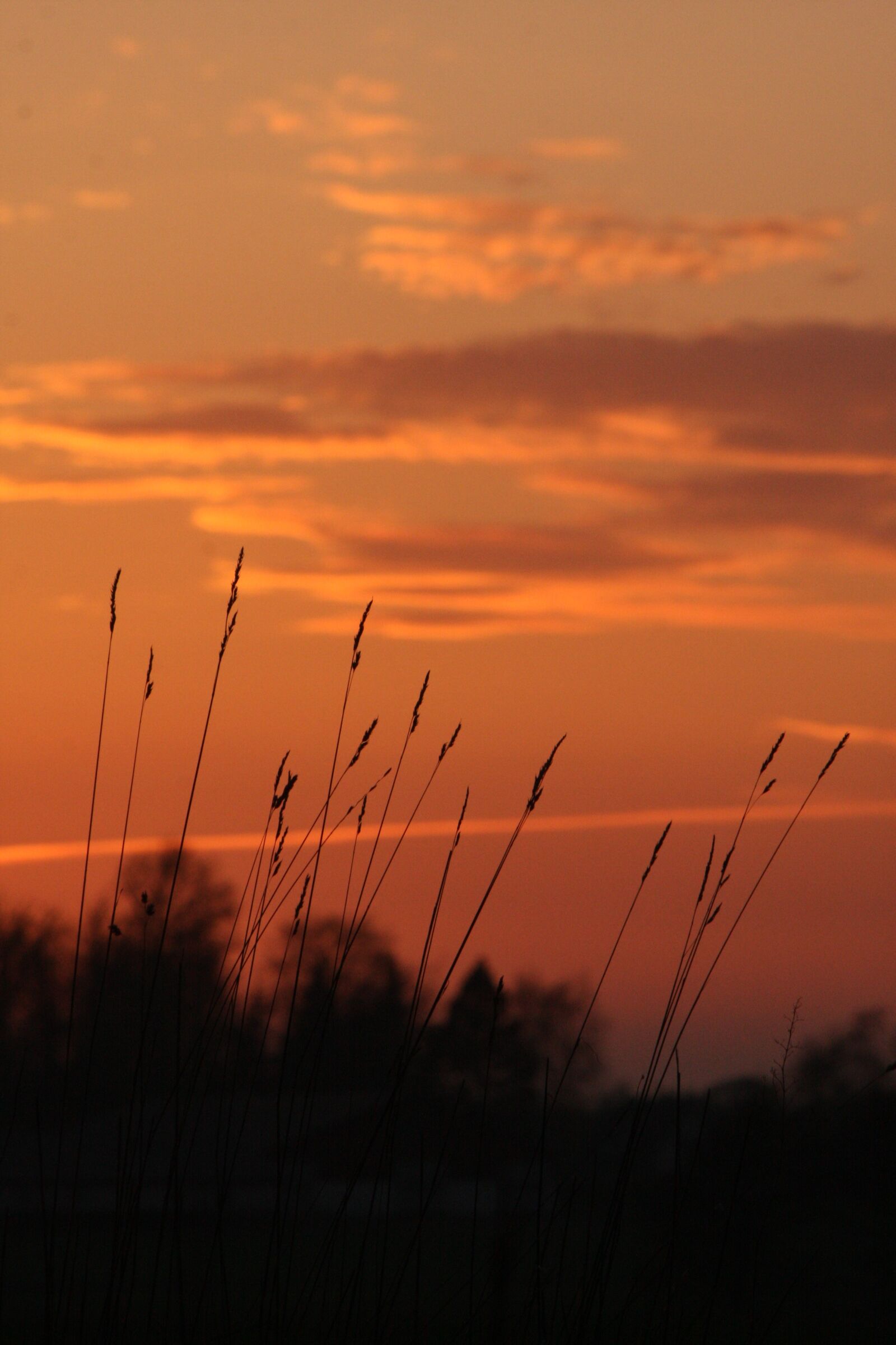 Canon EOS 40D sample photo. Spring, movement, pink photography
