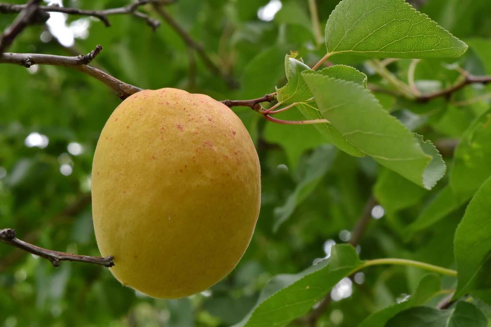 Nikon D5500 sample photo. Apricot, fruit tree, orchard photography