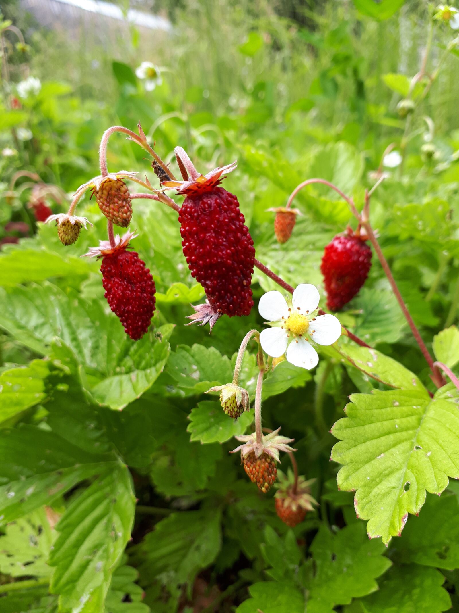 Samsung Galaxy A5(2017) sample photo. Wild strawberry, berry, red photography