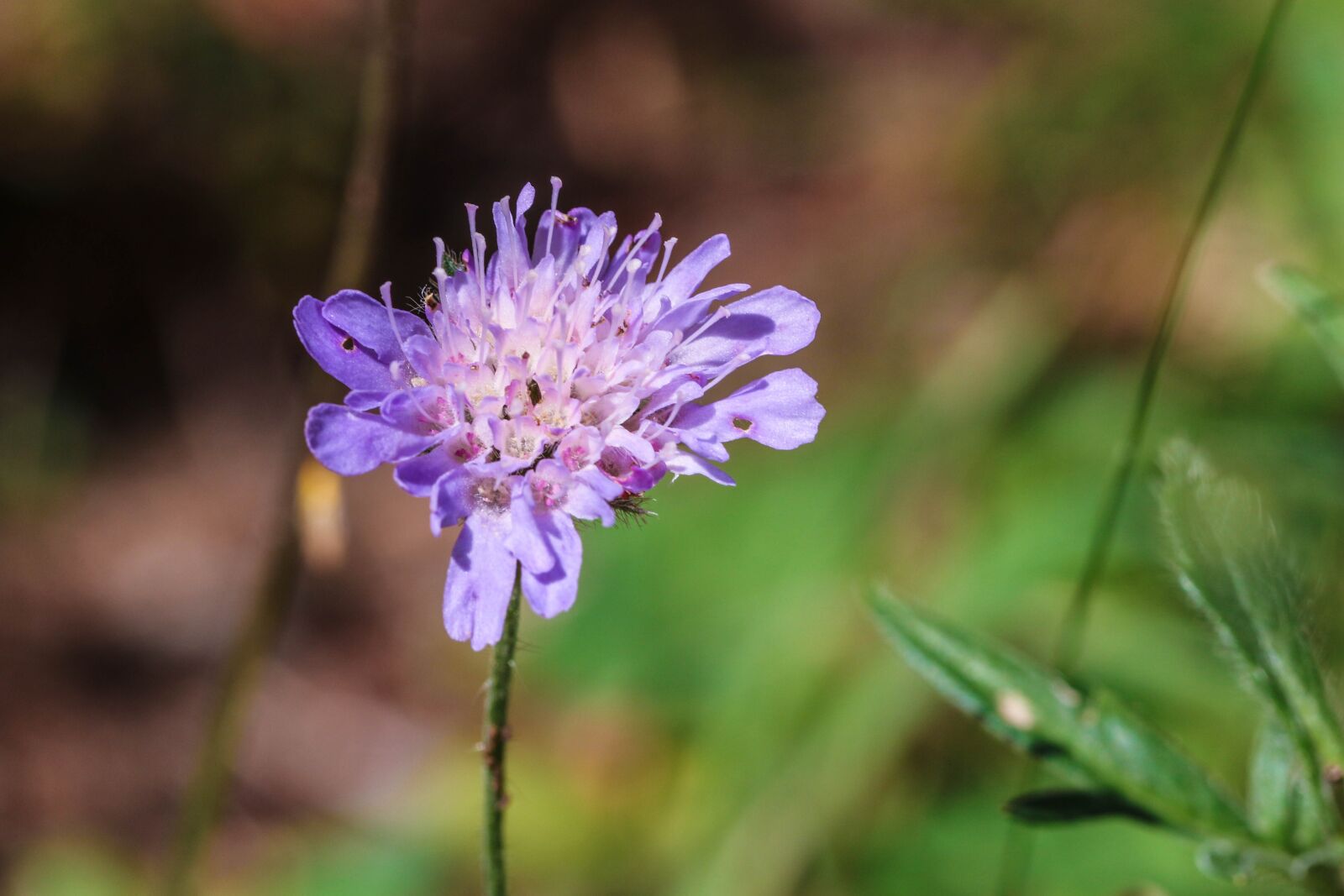 Canon EOS 7D Mark II sample photo. Wildflower, blue, nature photography