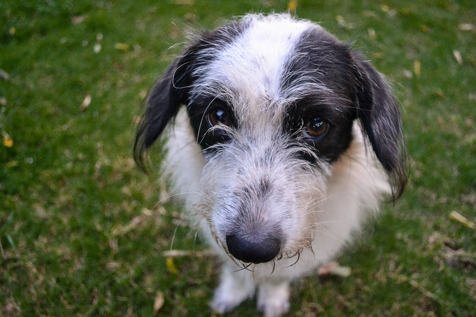 Nikon D3100 sample photo. Animal, dog, pet photography