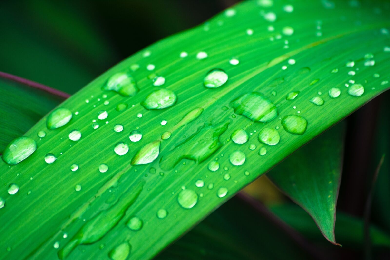 Nikon D5200 sample photo. Leaf, water droplets, droplets photography