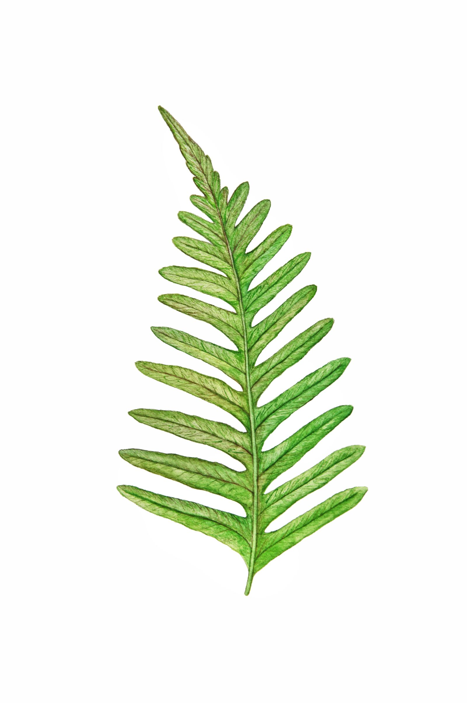 Canon EOS 5D Mark II sample photo. Green, fern, leaf photography