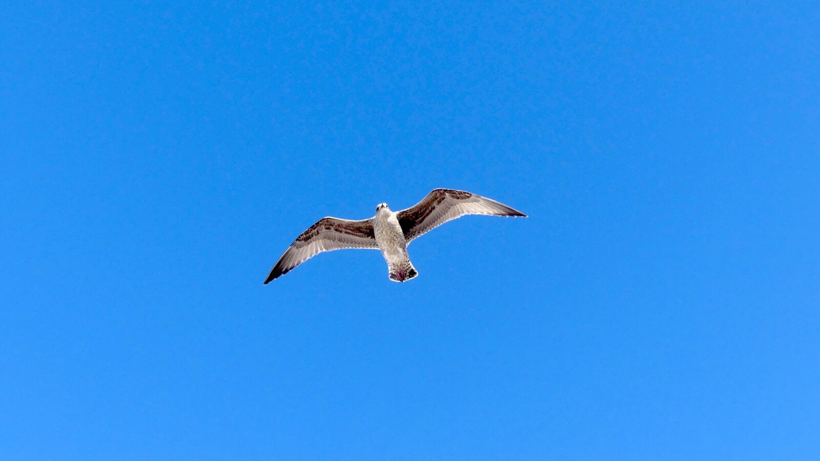 Panasonic Lumix DMC-FZ300 sample photo. Seagull, north sea, bird photography