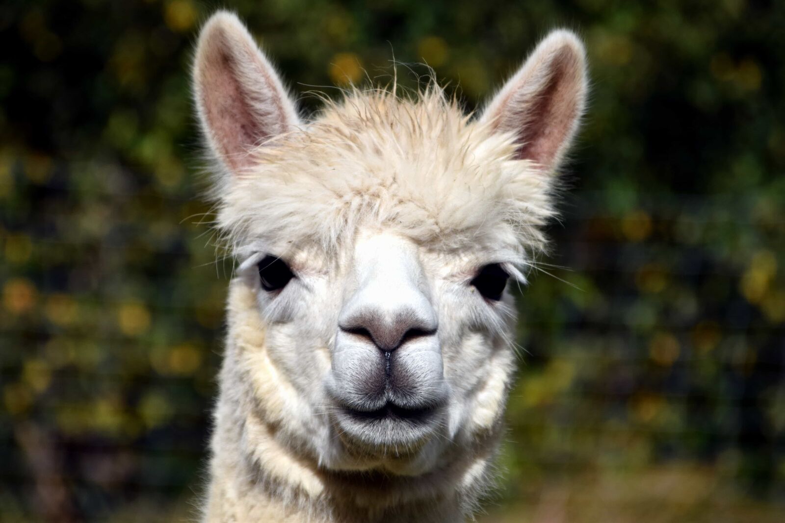 Nikon D3300 sample photo. Head, fur, lama, animal photography