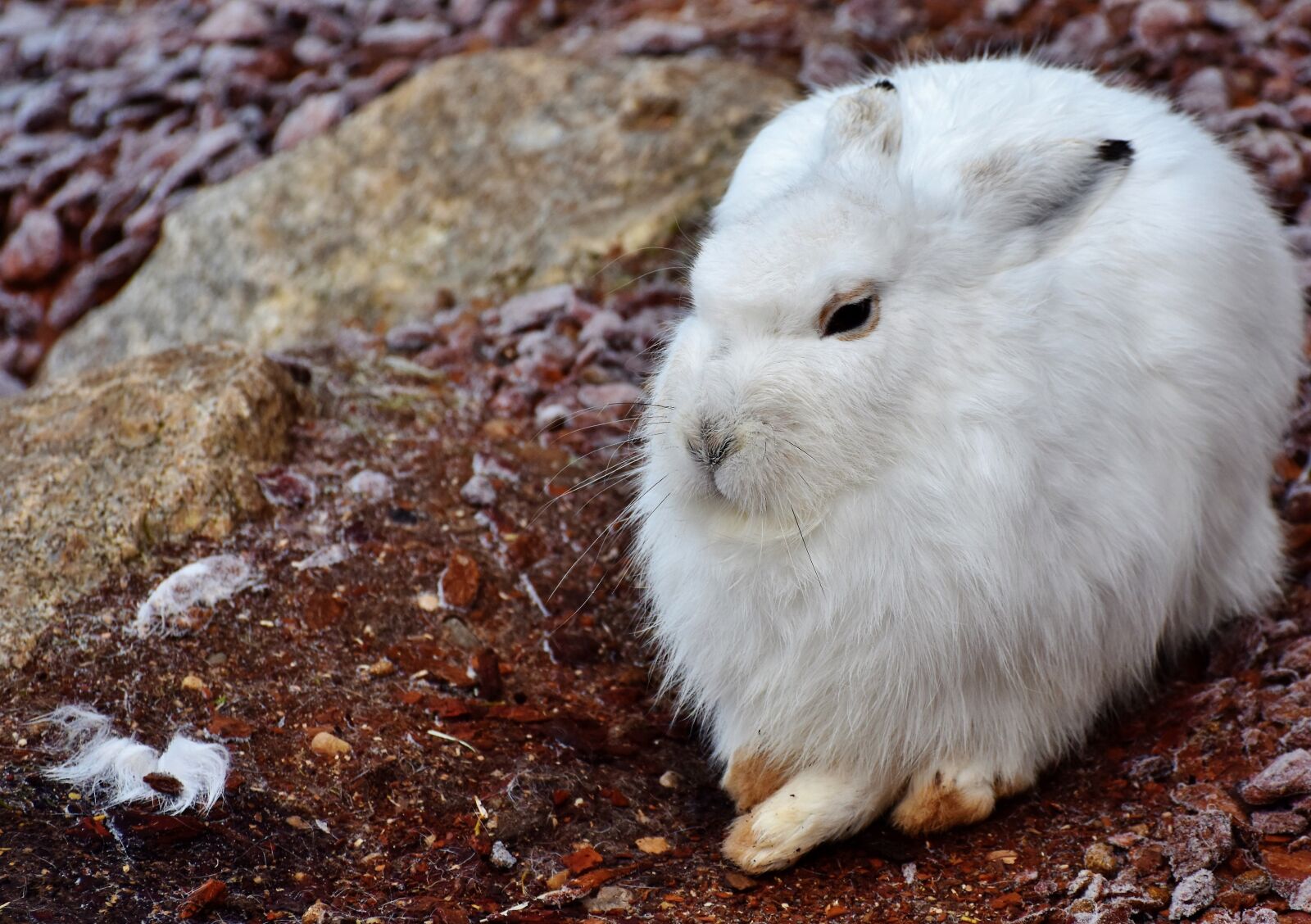 Nikon D7200 sample photo. Schneehase, hare, doe photography