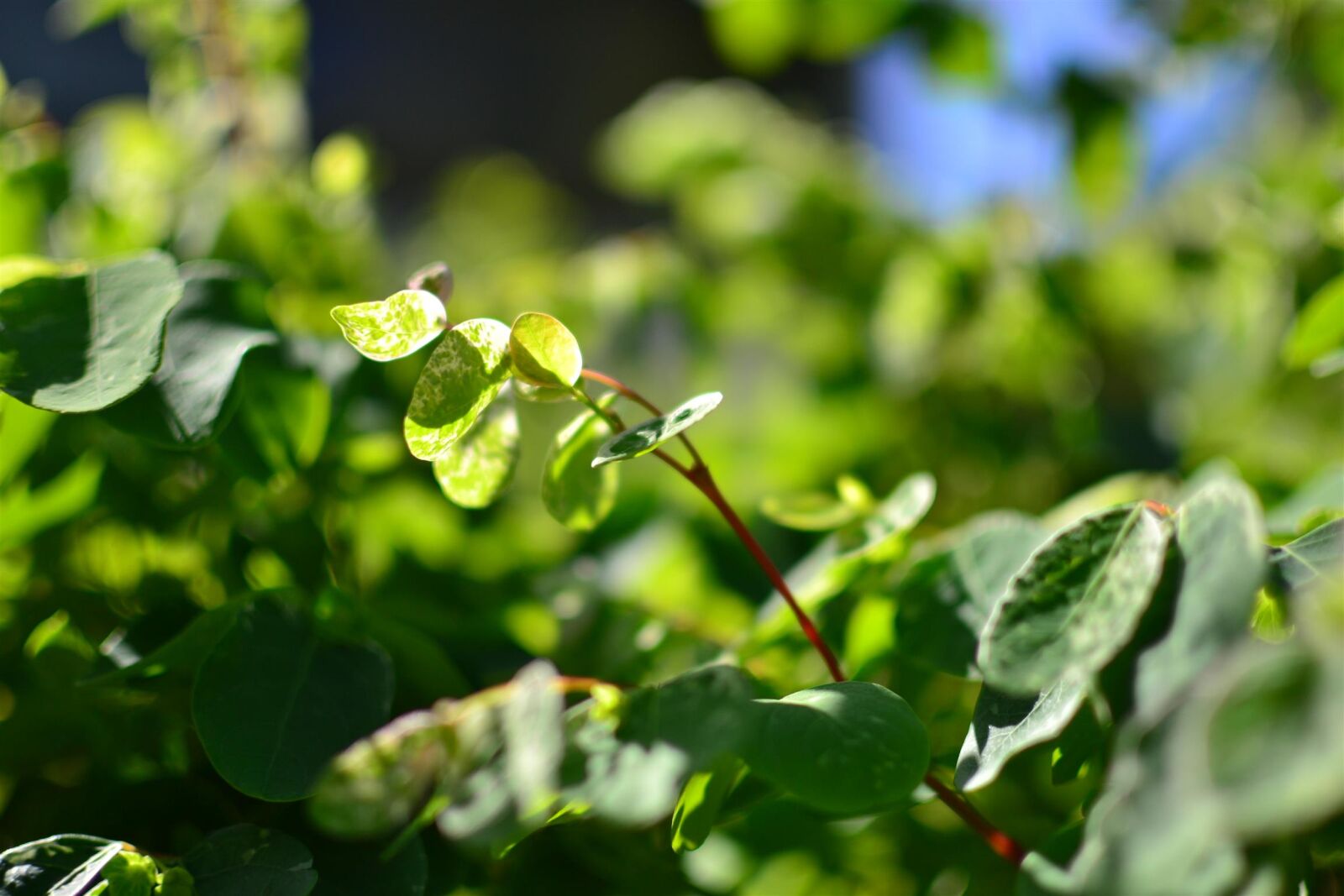 Nikon D3100 + Nikon AF-S DX Nikkor 35mm F1.8G sample photo. 35mm, garden, green photography