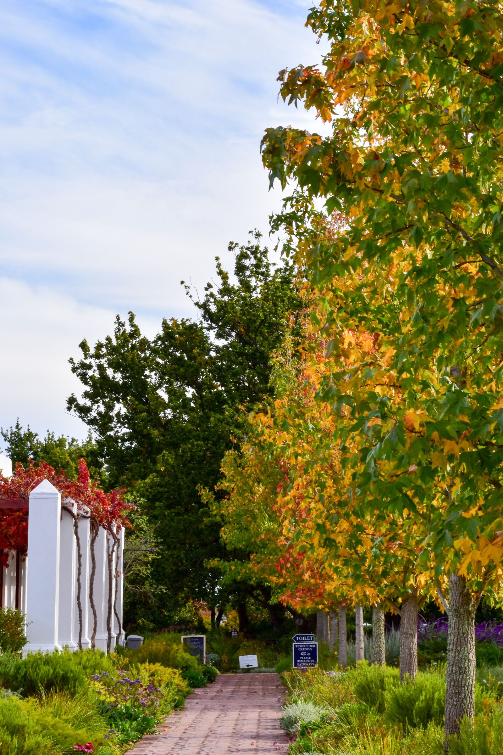 Nikon D5500 sample photo. Leaves, trees, scenic photography