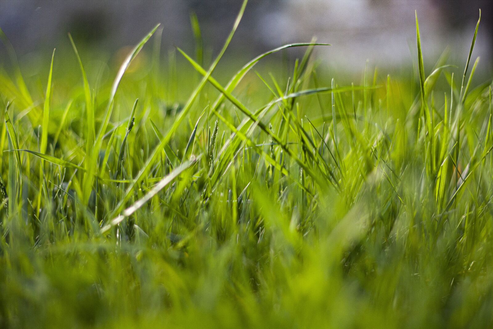 Canon EOS 450D (EOS Rebel XSi / EOS Kiss X2) + Canon EF 50mm F1.8 II sample photo. Green, grass, summer photography