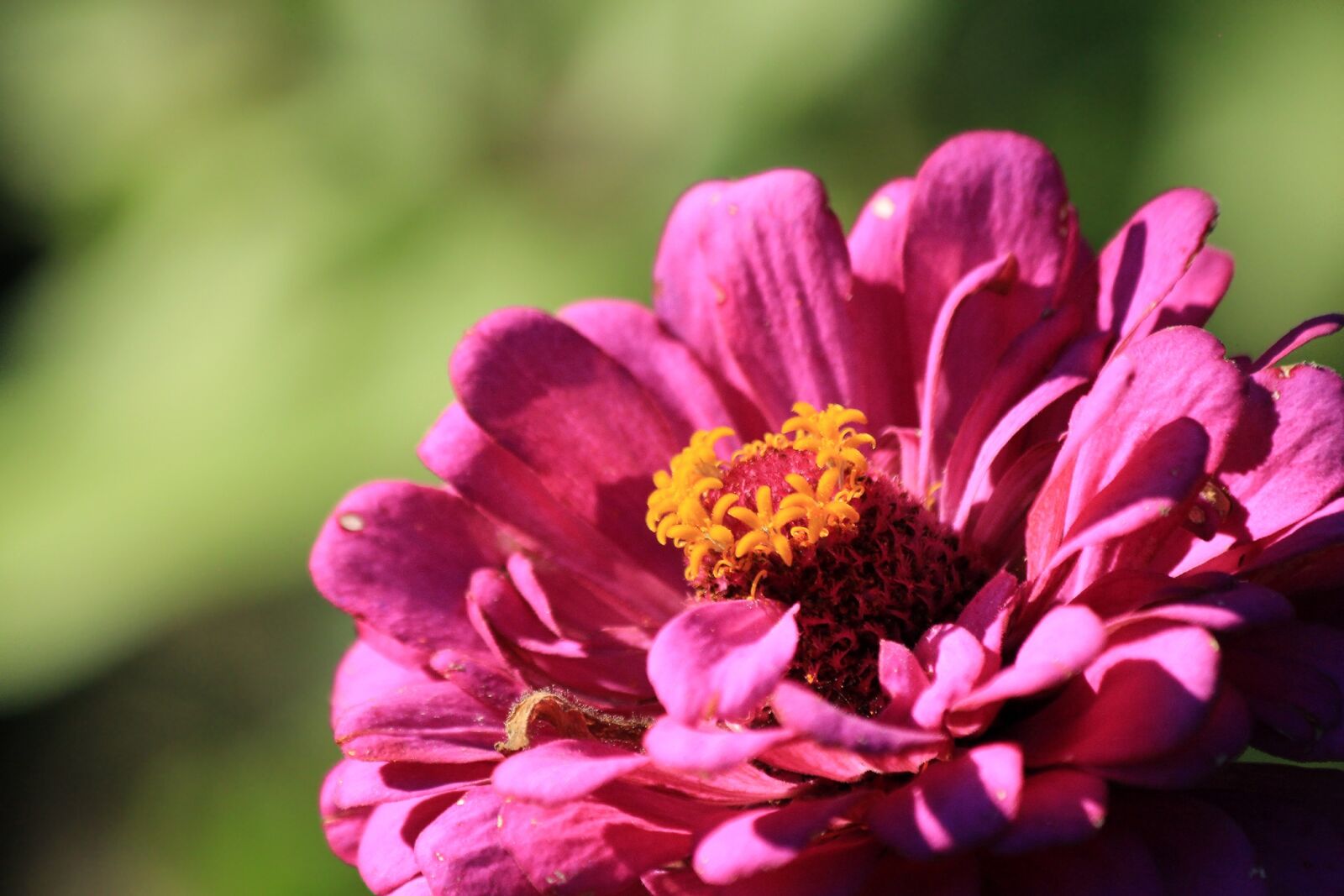 Canon EOS 650D (EOS Rebel T4i / EOS Kiss X6i) sample photo. Zinnia, flower, nature photography