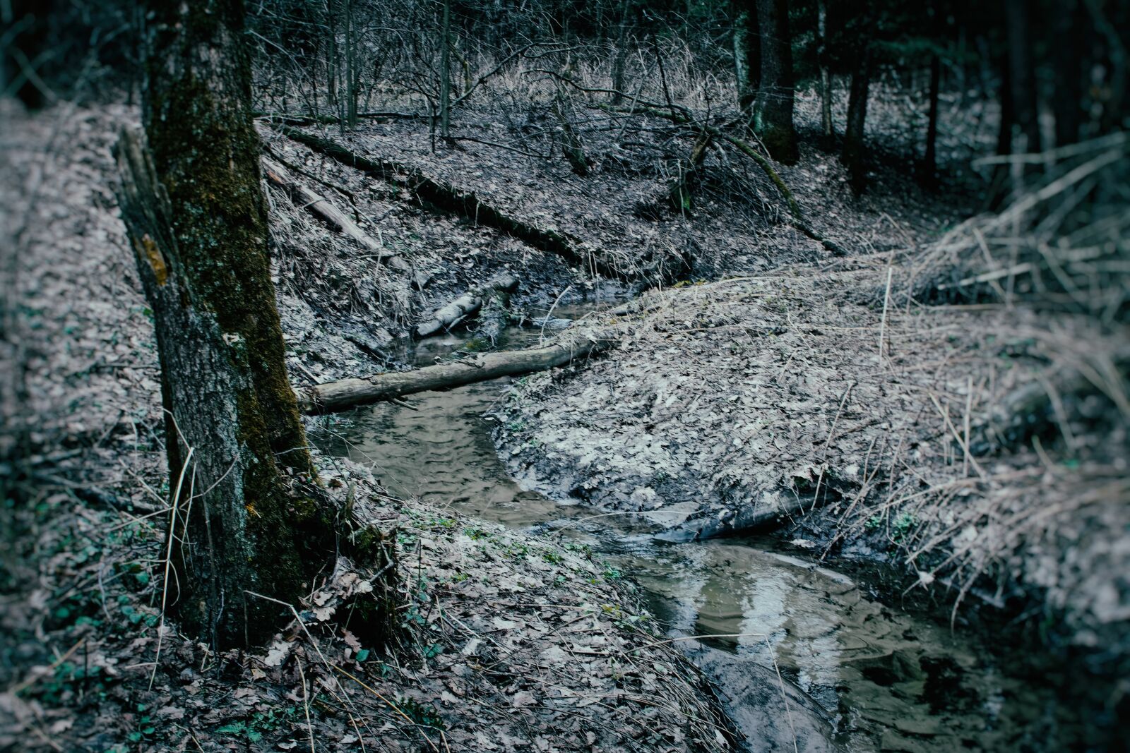 Canon EOS 500D (EOS Rebel T1i / EOS Kiss X3) sample photo. Winter, forest, cold photography