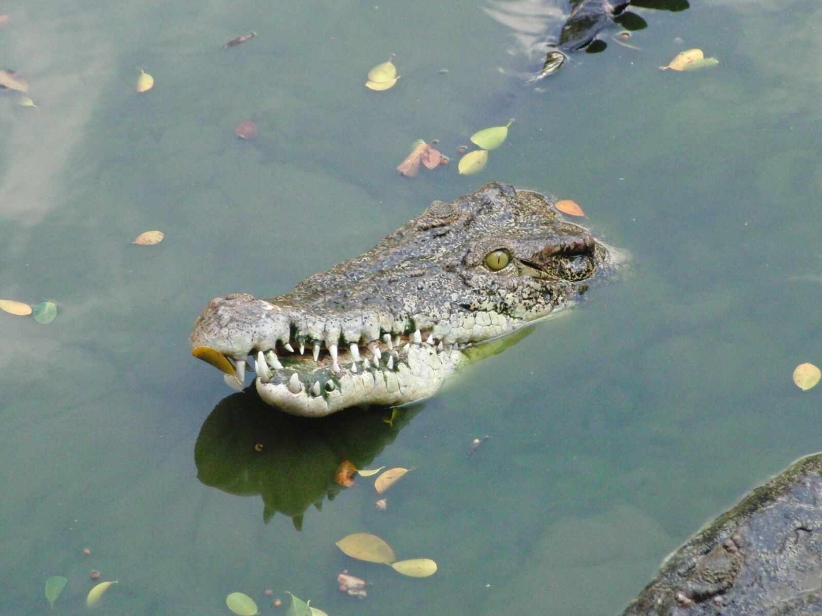 CASIO EX-FC100 sample photo. Crocodile snout, water, crocodile photography