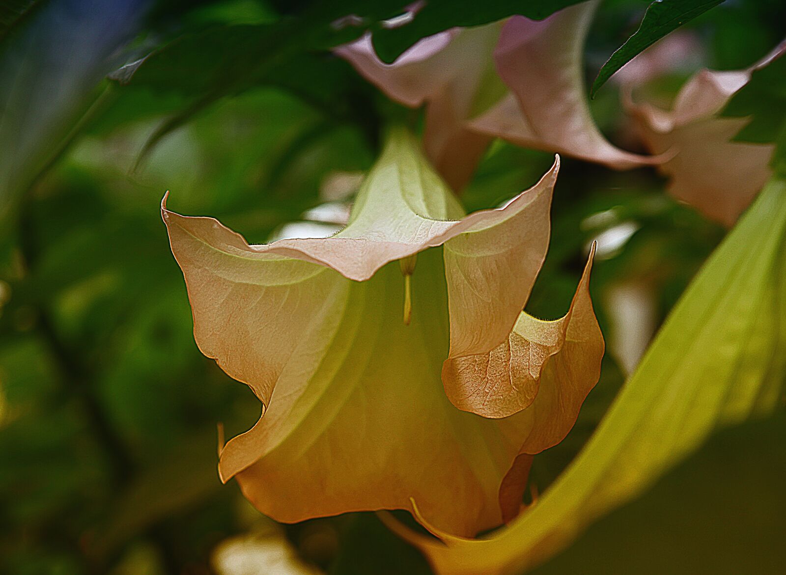 Canon EOS 5D Mark II sample photo. Flower, floral cup, flowering photography