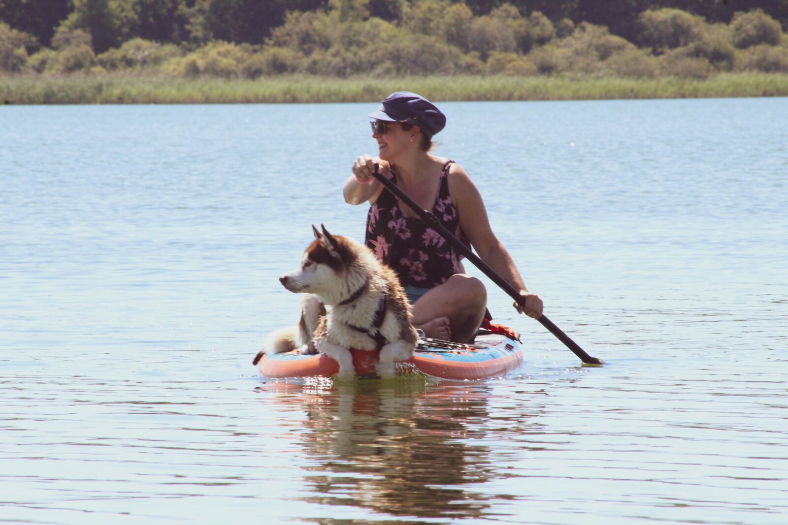 Canon EOS 1300D (EOS Rebel T6 / EOS Kiss X80) sample photo. Paddle, husky, chocolate husky photography