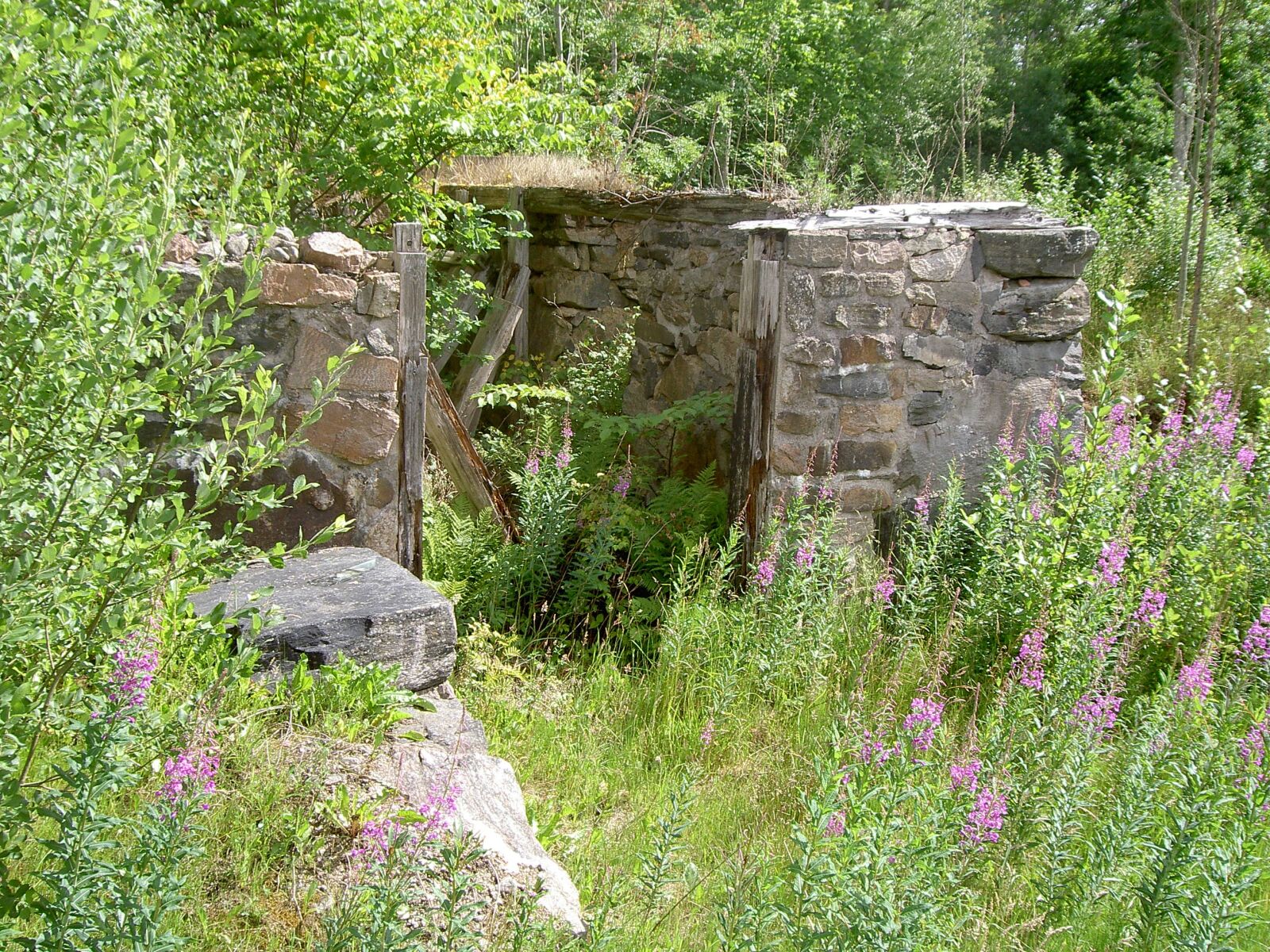 KONICA MINOLTA DiMAGE G600 sample photo. Path, forest, sweden photography
