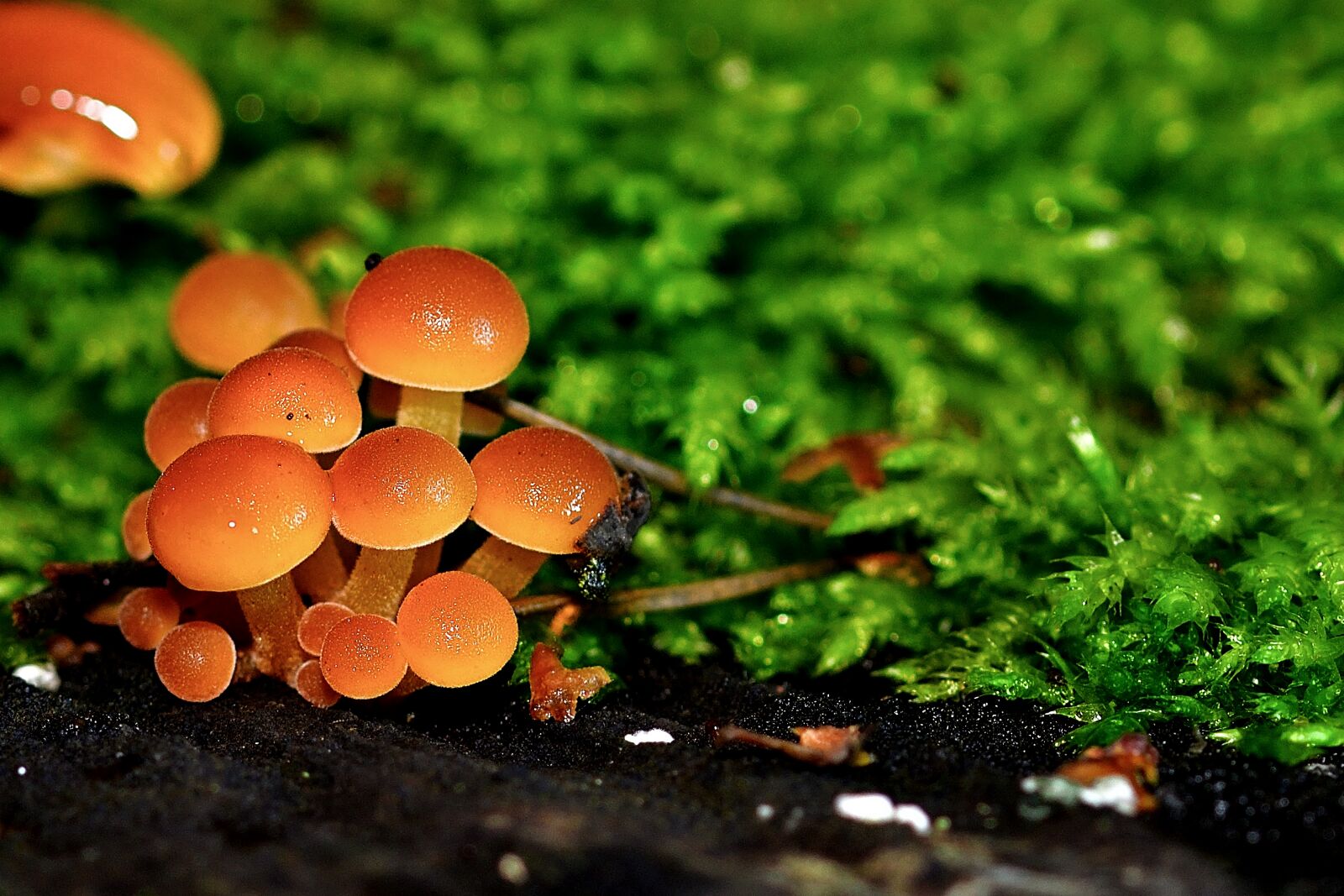 Nikon D5200 sample photo. Mushrooms, tree stump, small photography