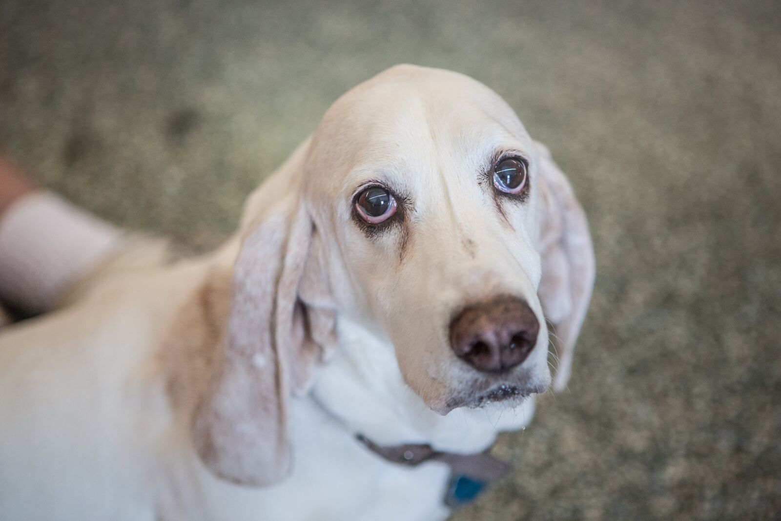 Canon EOS 5D Mark III sample photo. Basset hound, dog, pet photography