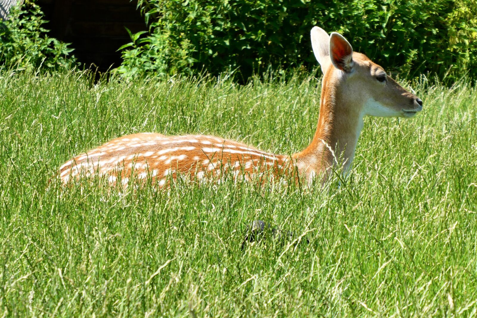 Panasonic Lumix DC-ZS70 (Lumix DC-TZ90) sample photo. Fallow deer, petting, deer photography