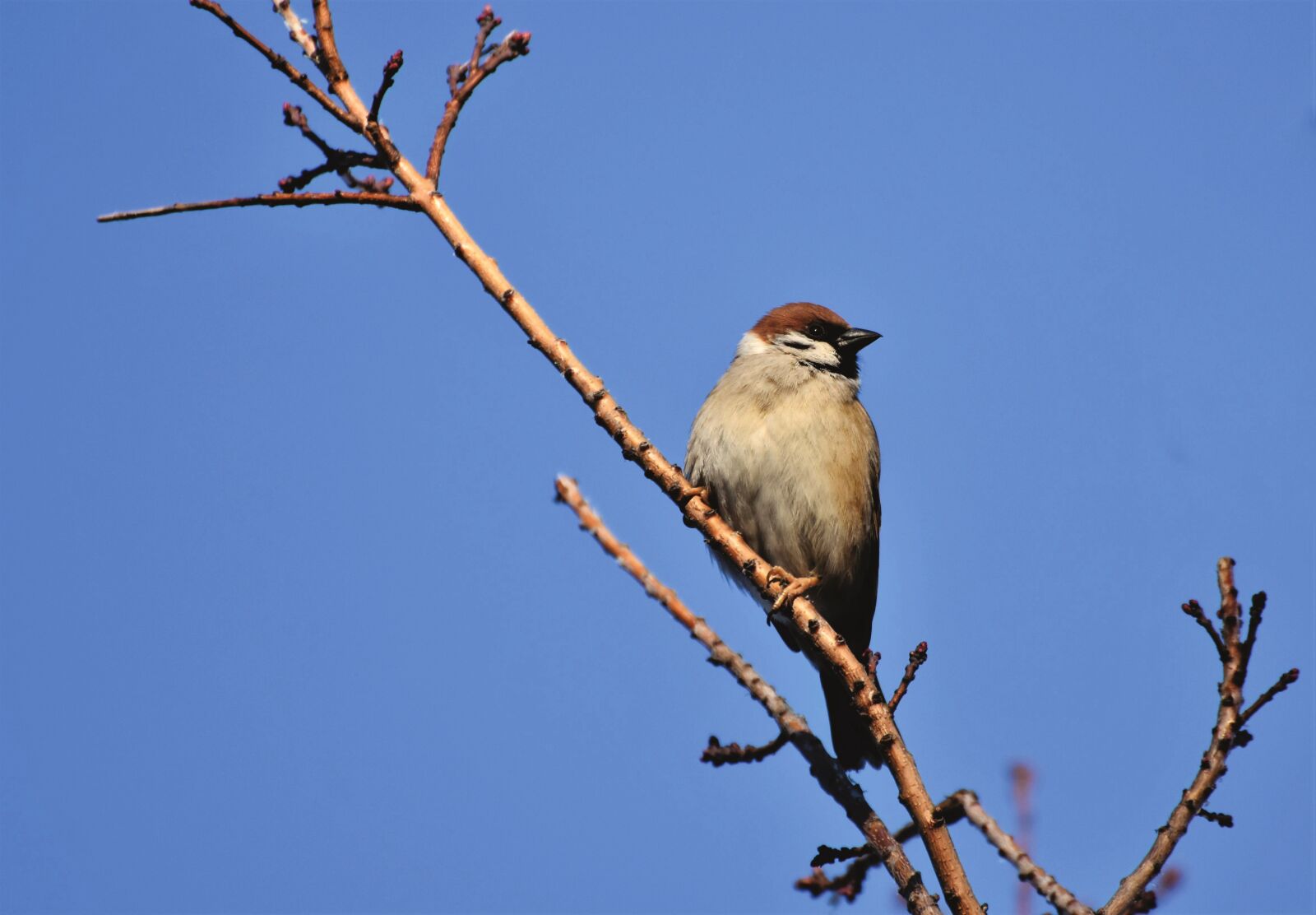Nikon D7200 sample photo. Sparrow, sperling, bird photography