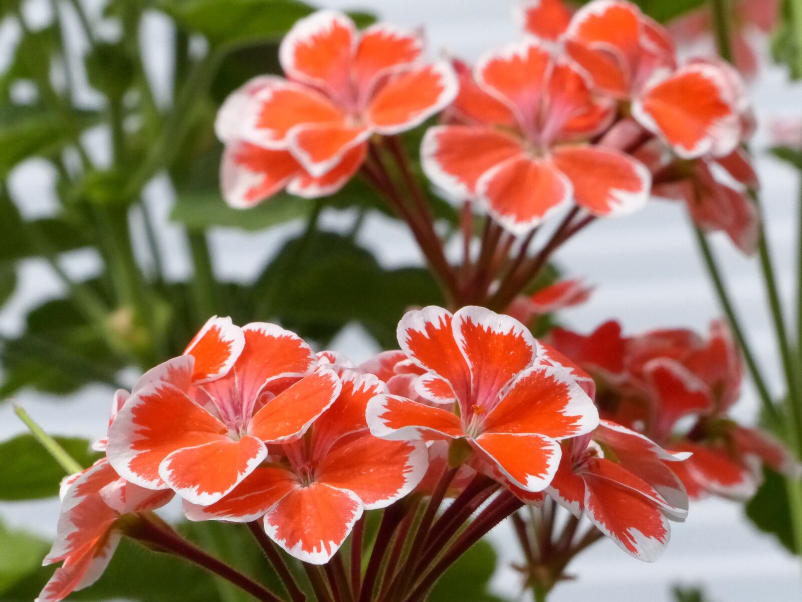Panasonic Lumix DMC-FZ200 sample photo. Geranium, greenhouse, flowers photography