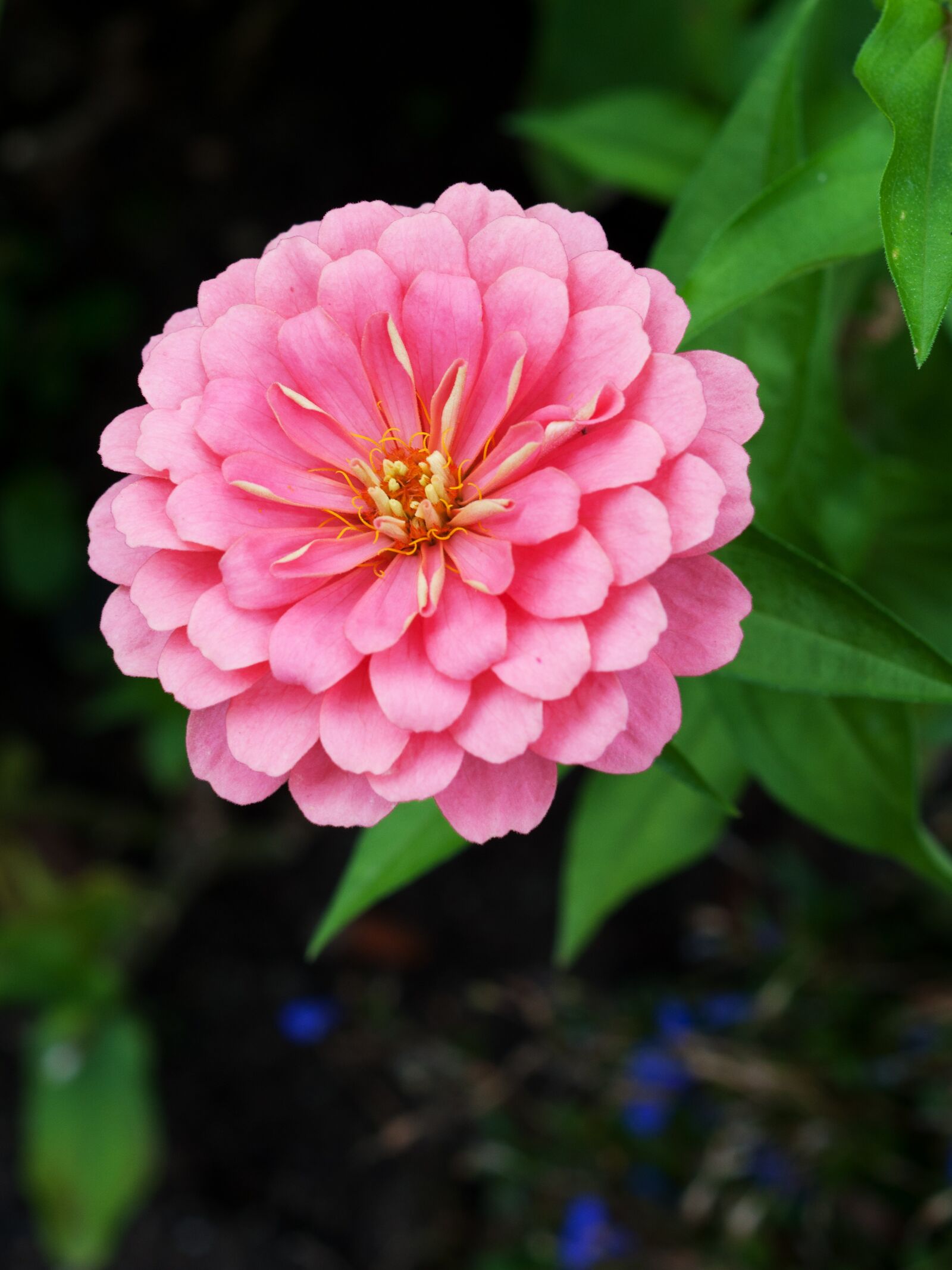 Nikon D90 sample photo. Flower, nature, plant photography