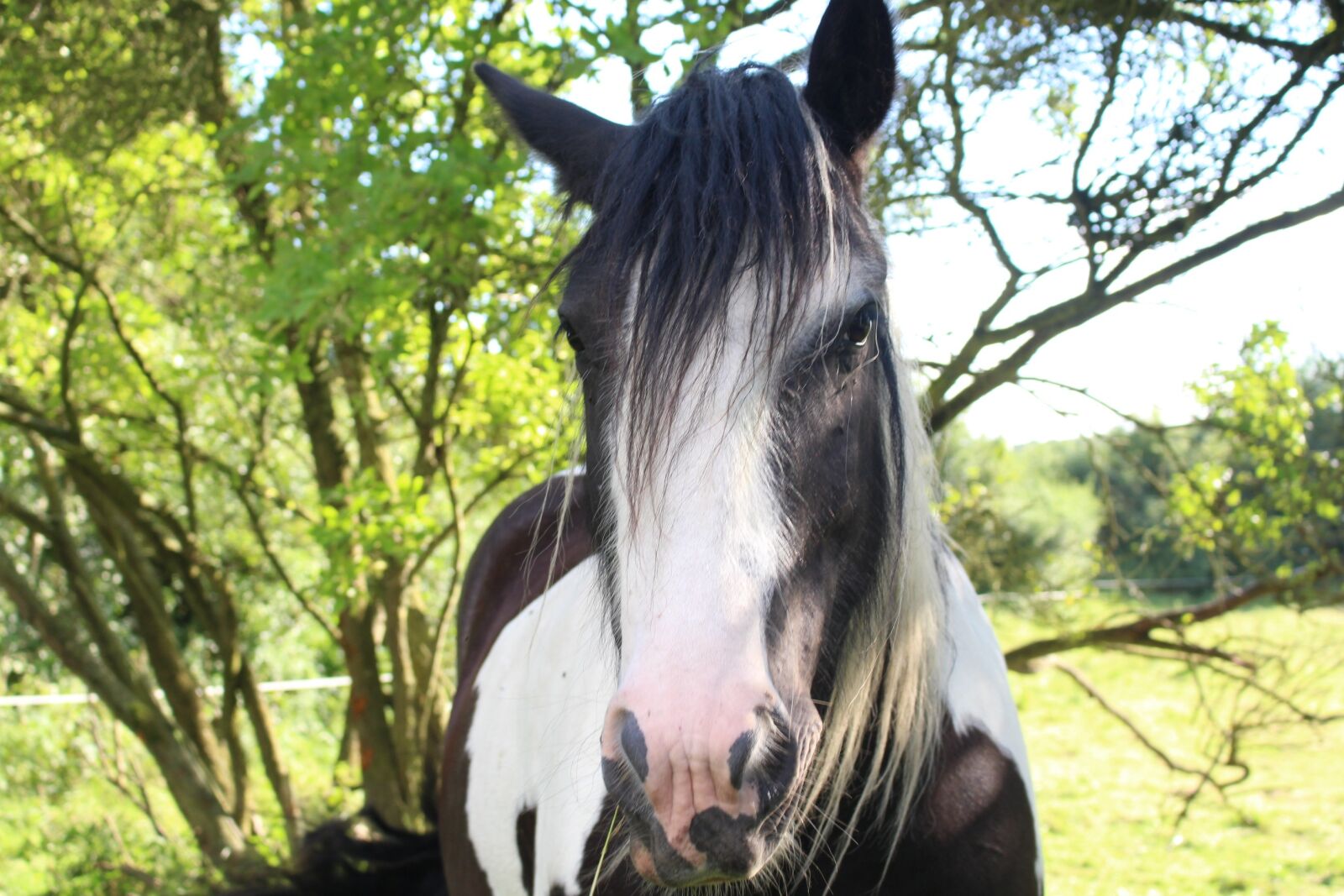 Canon EOS 700D (EOS Rebel T5i / EOS Kiss X7i) sample photo. Horse, tinker, pinto photography