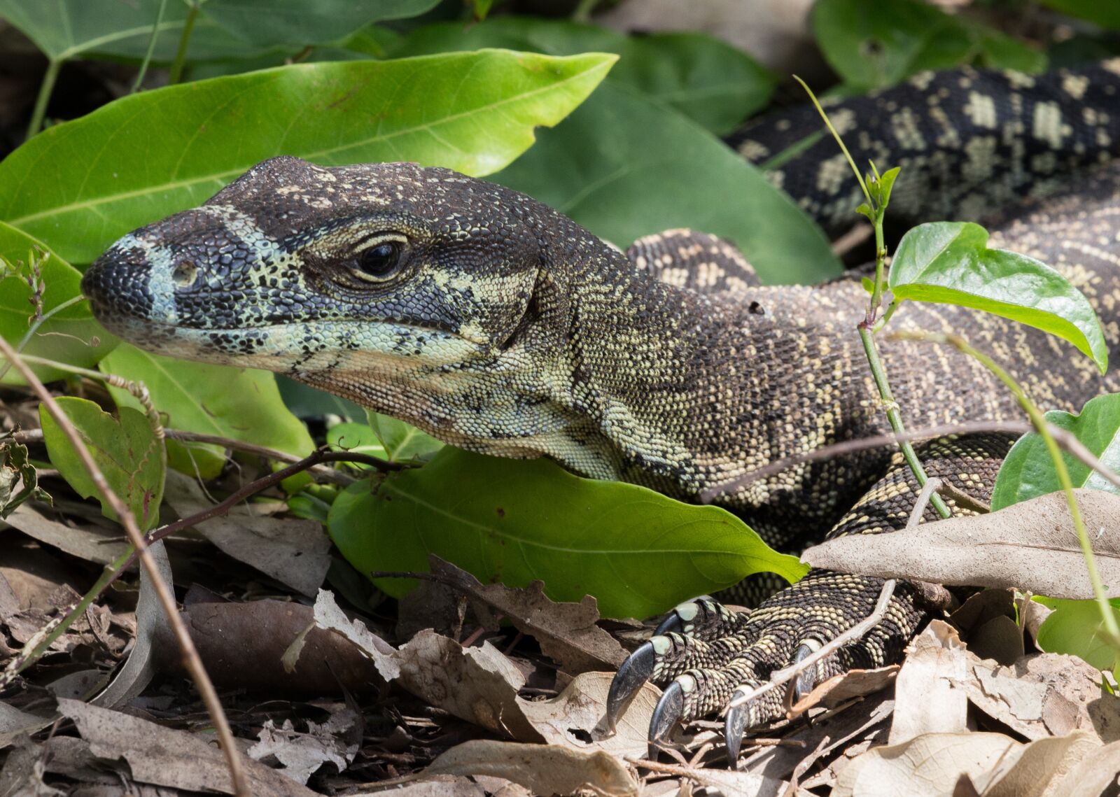 Canon EOS 6D + Canon EF 100-400mm F4.5-5.6L IS II USM sample photo. Lizard, monitor, lace monitor photography