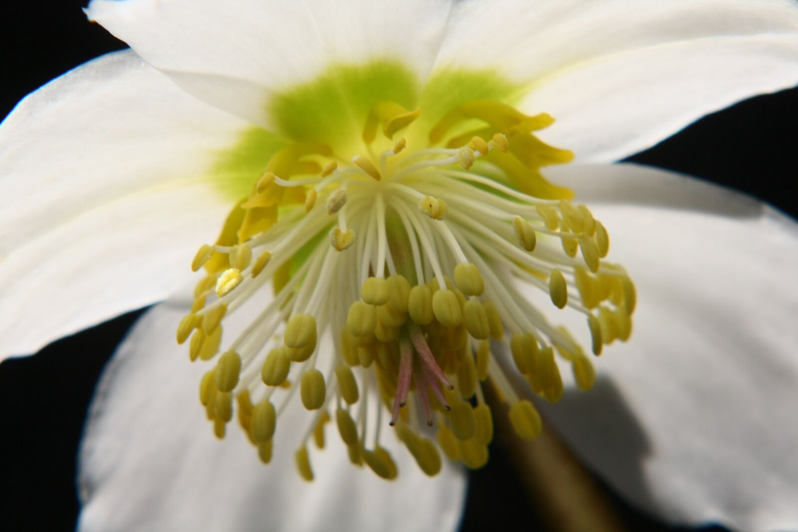 Canon EOS 450D (EOS Rebel XSi / EOS Kiss X2) sample photo. Flower, stamp, petals photography