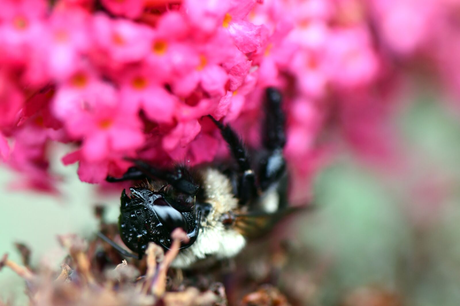 Nikon D7500 sample photo. Bee, flower, macro photography