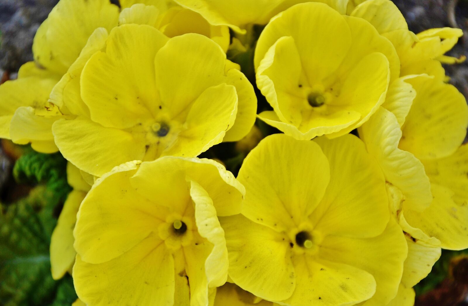 Nikon D7000 sample photo. Flower, natur, floral photography
