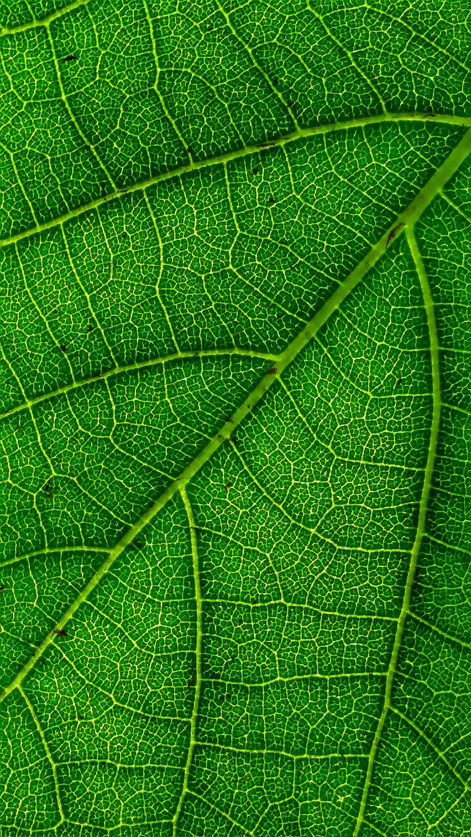 Motorola Moto G (5S) Plus sample photo. Leaf, backlight, sunlight photography