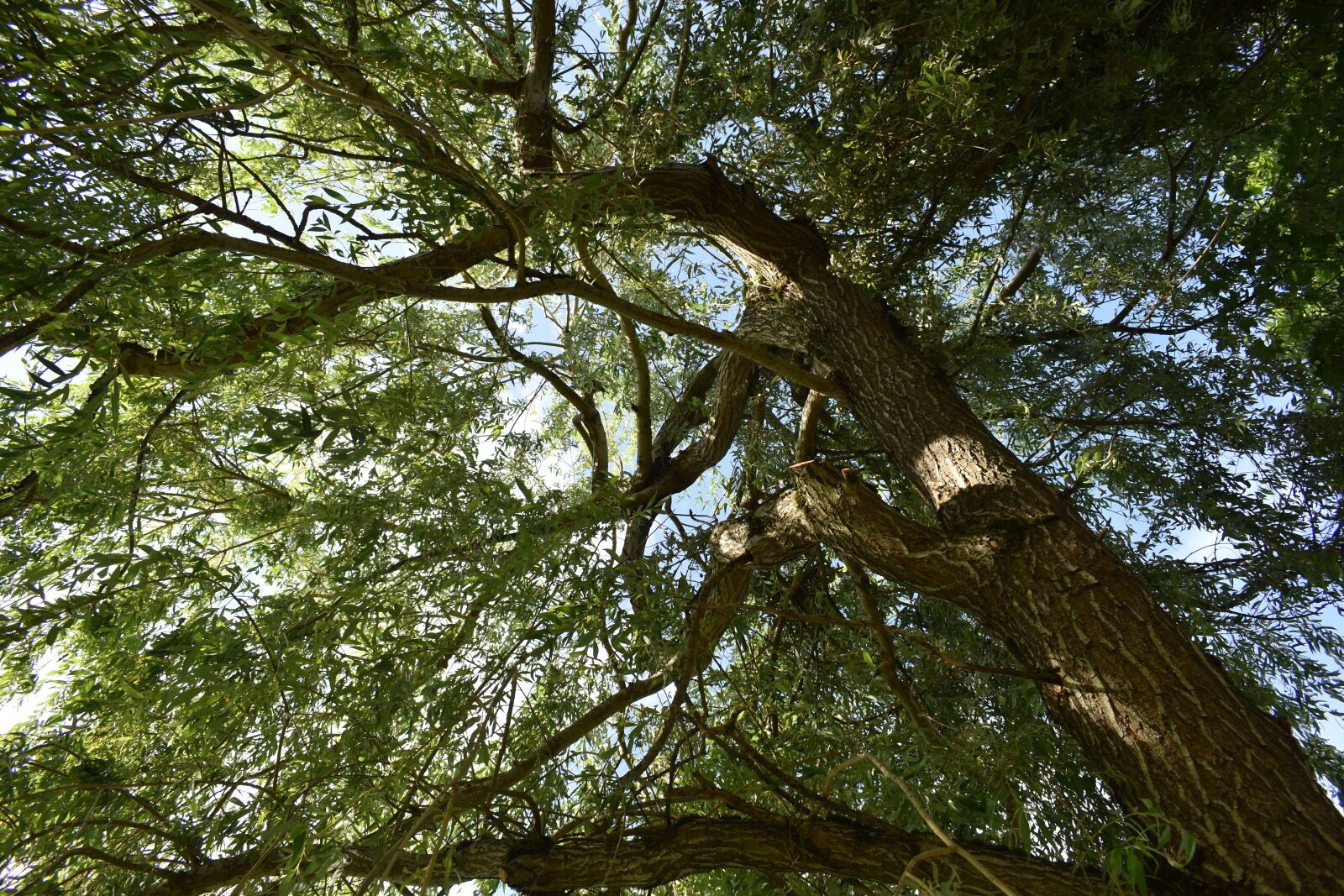 Nikon D3500 sample photo. Tree, willow, nature photography