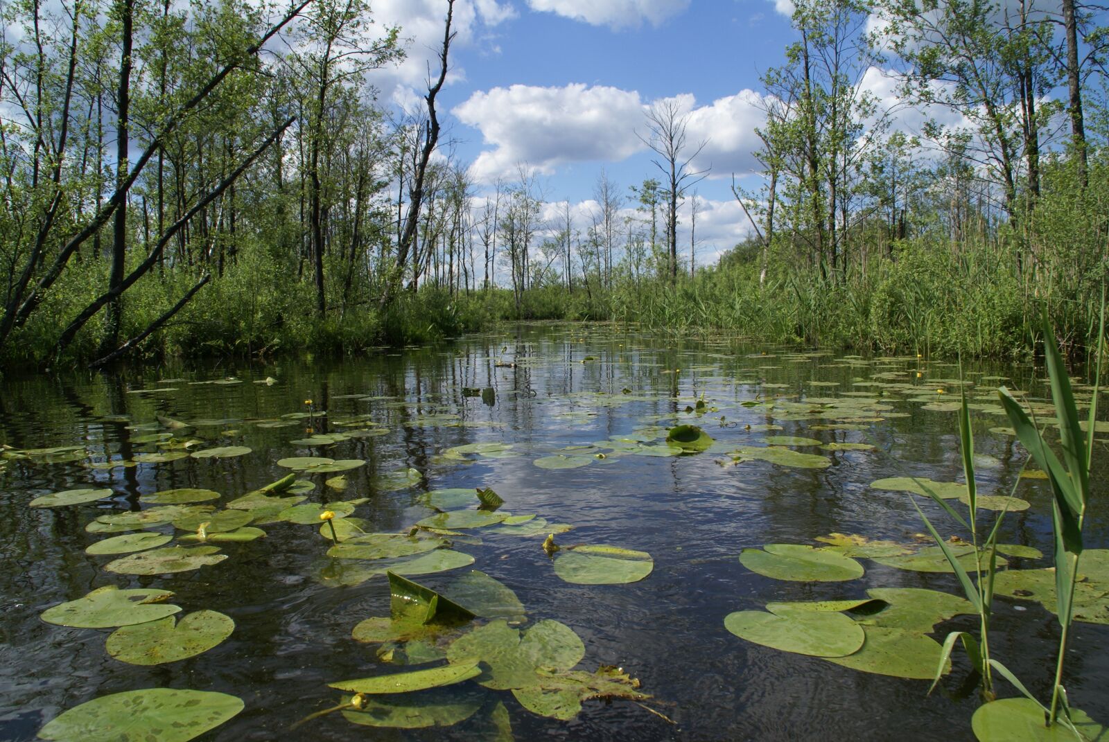 Sony Alpha DSLR-A100 sample photo. River, water lilies, lake photography