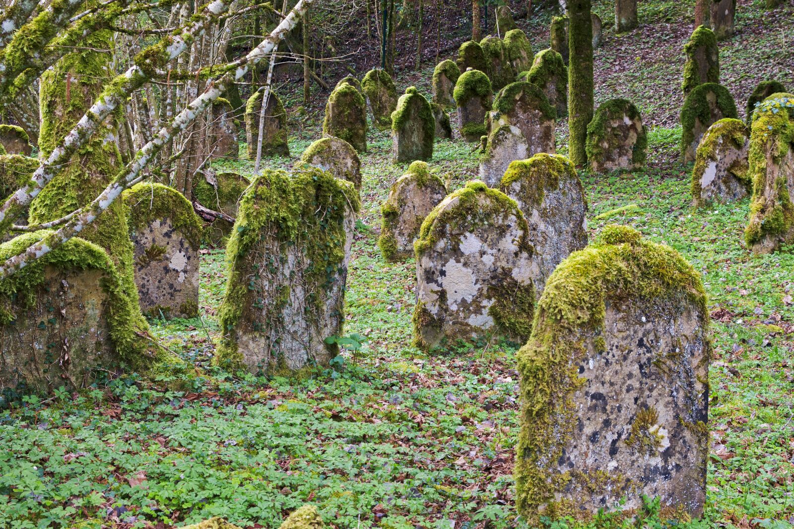 Nikon D5300 sample photo. Grave stones, jewish cemetery photography