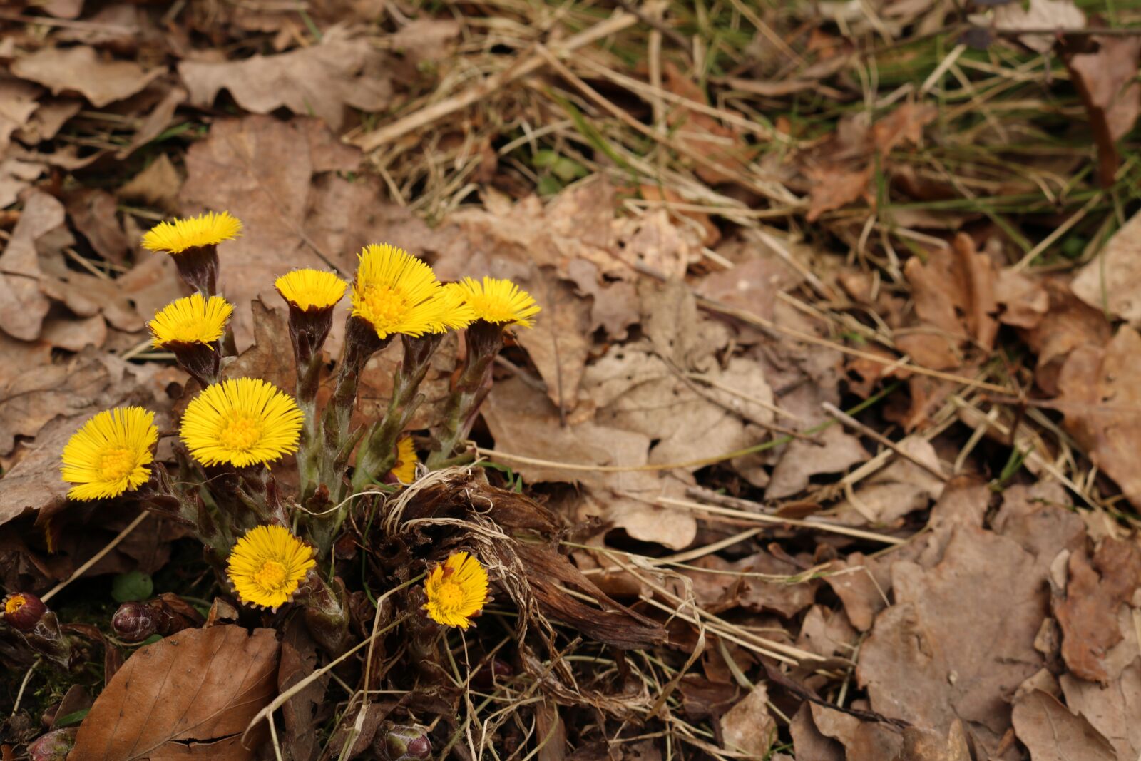 Canon EOS 750D (EOS Rebel T6i / EOS Kiss X8i) sample photo. Nature, plant, leaf photography