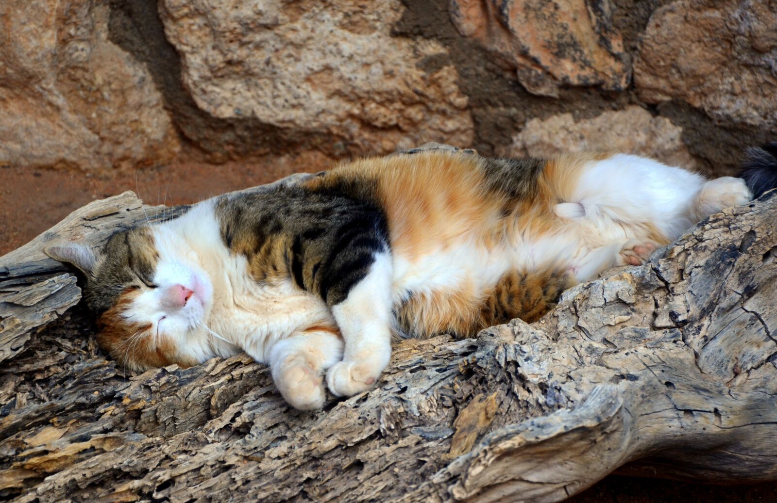 Nikon D5100 sample photo. Cat, sleep, pet photography